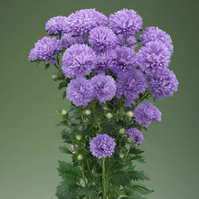 China Aster Seeds - Baby Blue