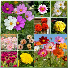 Summer Wildflower Mix