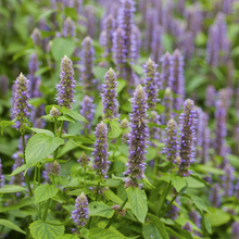 Blue Korean Mint Seeds