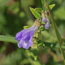 Polygala Tenuifolia Seeds