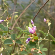 Bush Clover Seeds