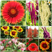 Drought Tolerant Wildflower Mix