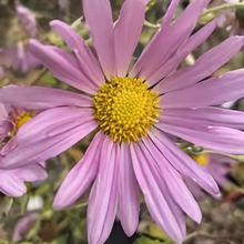Pink Chrysanthemum Seeds
