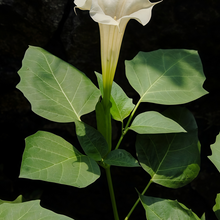 Datura Metel Seeds