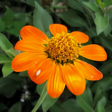 Orange Zinnia Seeds