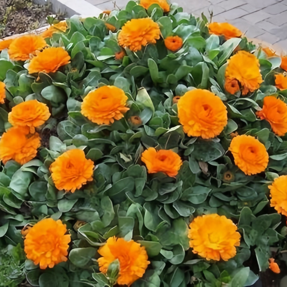 Calendula Seeds - Orange Red Larger Packet High Germination 2000-10000 Onsaleseeds