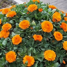 Orange Red Calendula Seeds