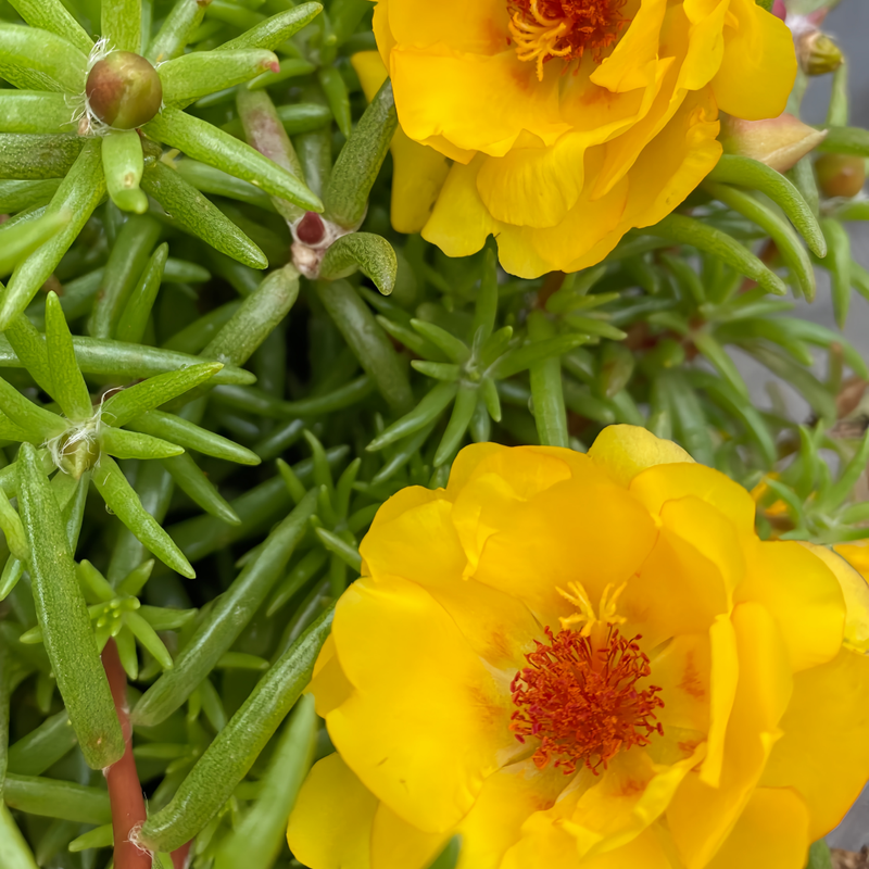 Moss Rose Seeds - Golden Larger Packet High Germination 300-1000 Onsaleseeds