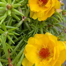 Moss Rose Seeds - Golden