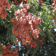 Golden Rain Tree Seeds