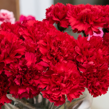 Red Dianthus Seeds