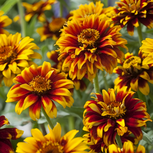 Mix Zinnia Seeds