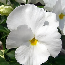 Pansy Seeds - White