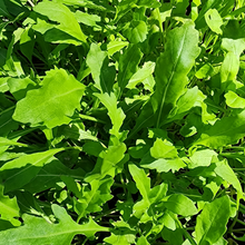 Arugula Seeds