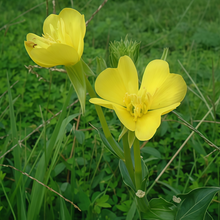 Evening Primrose Seeds - Yellow