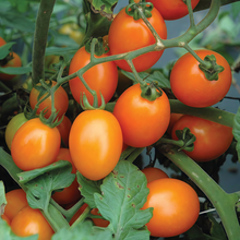 Red Fruit Lycopersicon Esculentum Miller Seeds