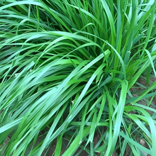 Annual Ryegrass Seeds