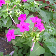 Rose Red Four O'clock Flower Seeds