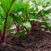 Red Beet Seeds