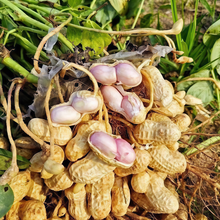 Peanut Seeds
