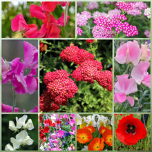 Shade Tolerant Wildflower Mix