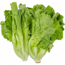 Early Green Cabbage Heirloom Seeds