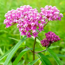 Pink Butterfly Milkweed Seeds
