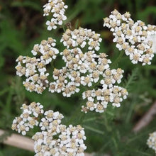 Yarrow Seeds - Mixed Colors