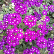 Red Verbena Seeds