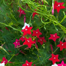 Red Morning Glory Seeds