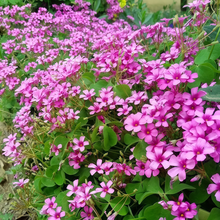 Oxalis Seeds - Red
