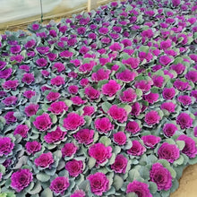 Ornamental Kale Seeds - Red Flat Leaf