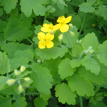 Greater Celandine Seeds