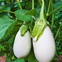 White Solanum Seeds
