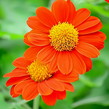 Orange Zinnia Seeds