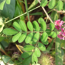 Indigofera Pseudotinctoria Seeds