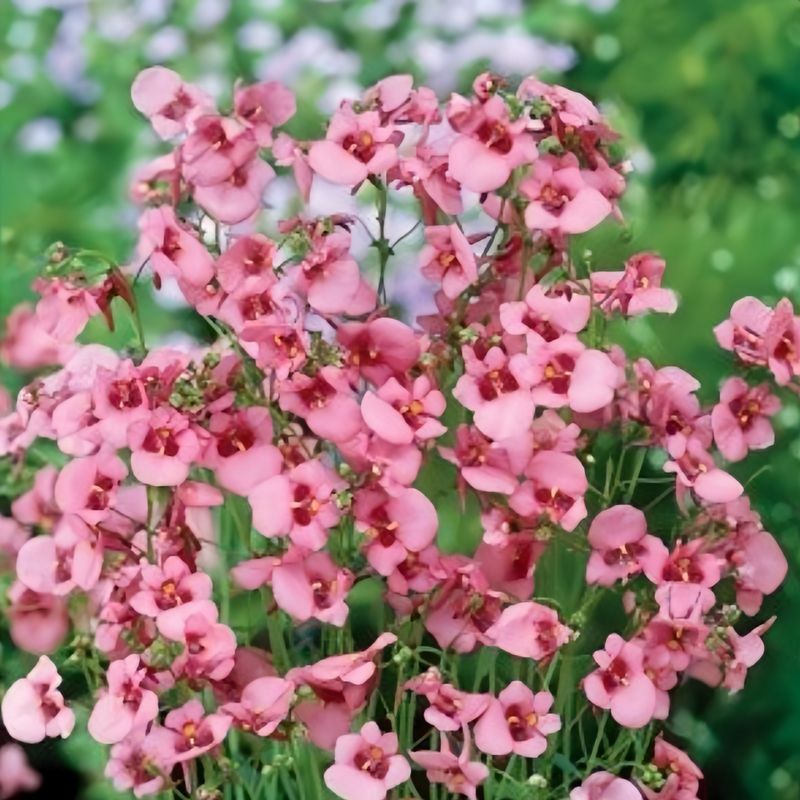 Diascia Barberae Pink Seeds up to 50% Large Pack · 4200-5000 Seeds