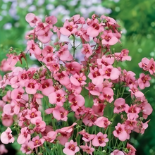 Diascia Seeds - Pink