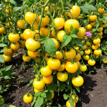 Yellow Tomato Seeds