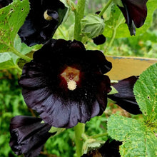 Hollyhock Dark Purple Seeds