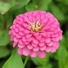 Rose Red Zinnia Seeds