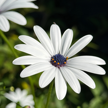 Cape Daisy Seeds - White