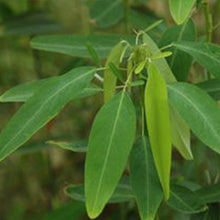 Dancing Plant Seeds - Green