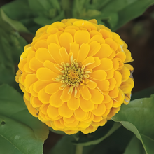 Golden Zinnia Seeds