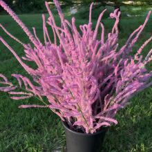 Limonium Seeds - Pink