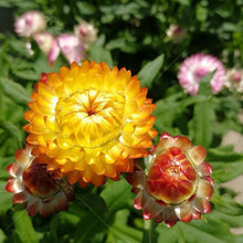 Strawflower Seeds - Mix