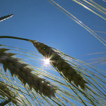 Wheat Seeds