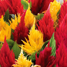 Mix Celosia Seeds