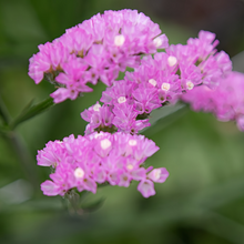 Statice Seeds - Purplish Red