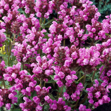 Prunella Seeds - Mix